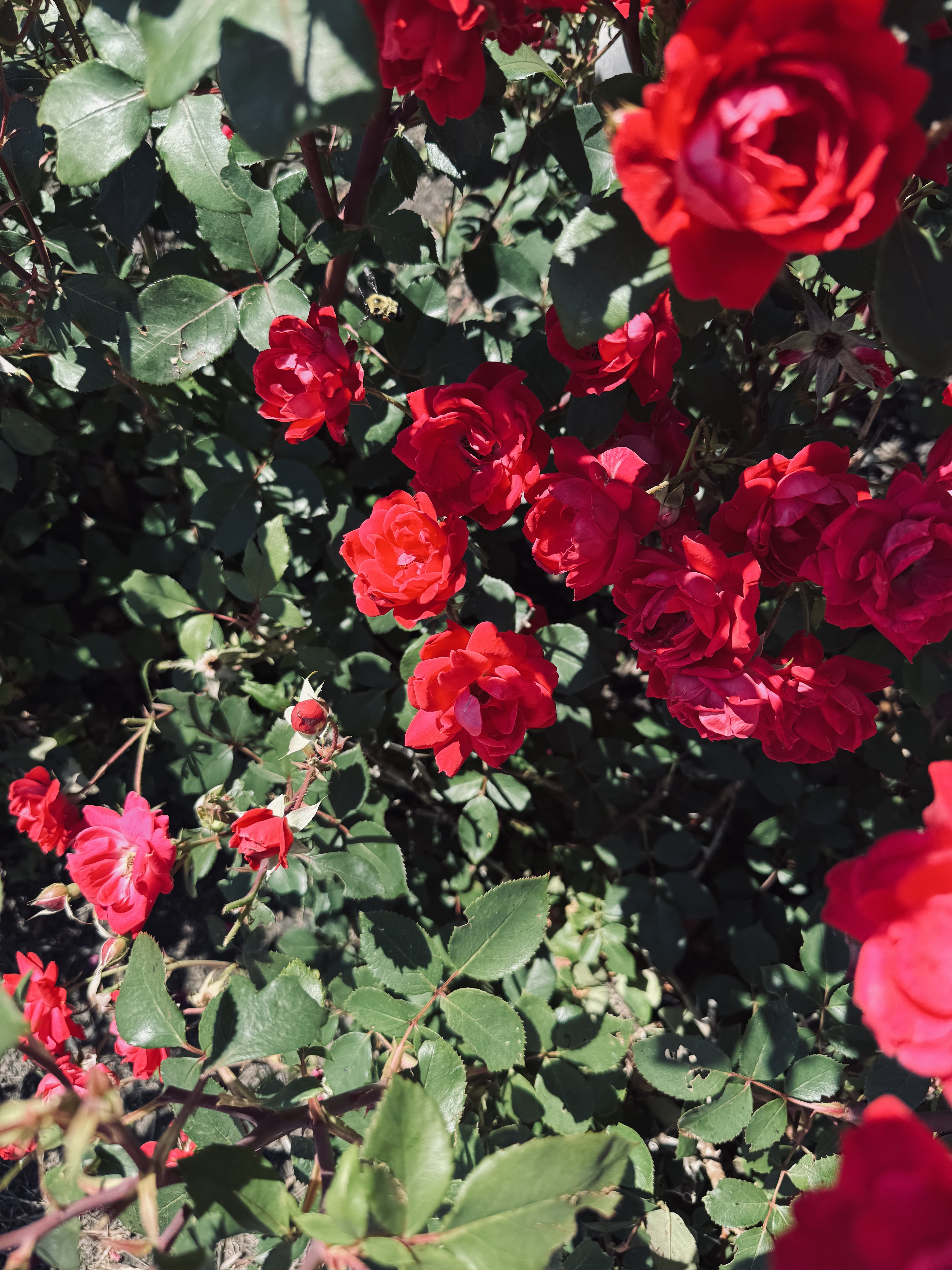 Photo shared by Sarah Joas