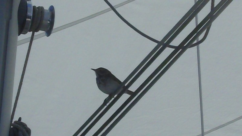 Robert Louis Lendvay - Photo 5