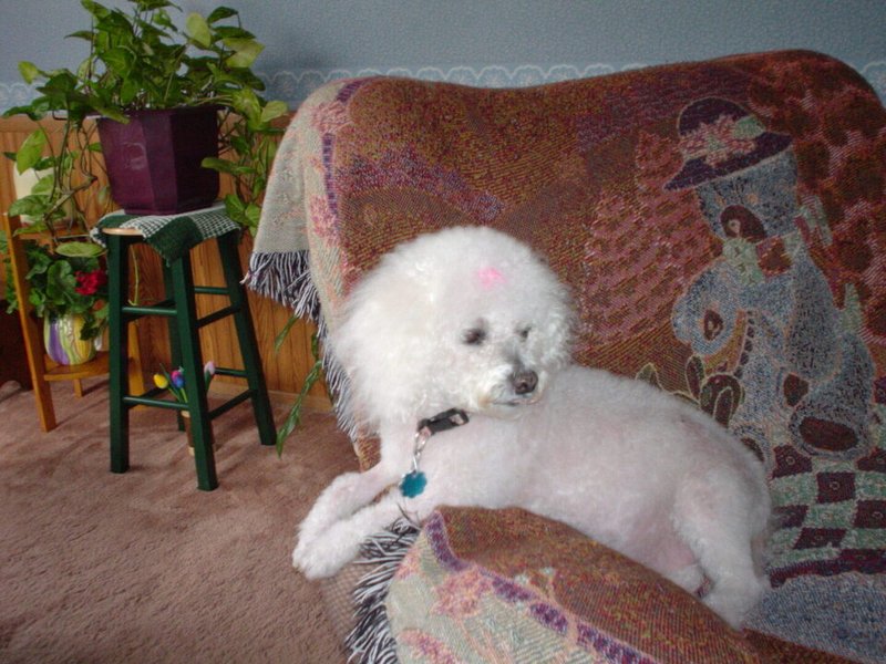 George Robert Misurelli - Photo 49