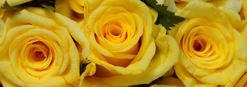 Phyllis A Giorno - Photo 7